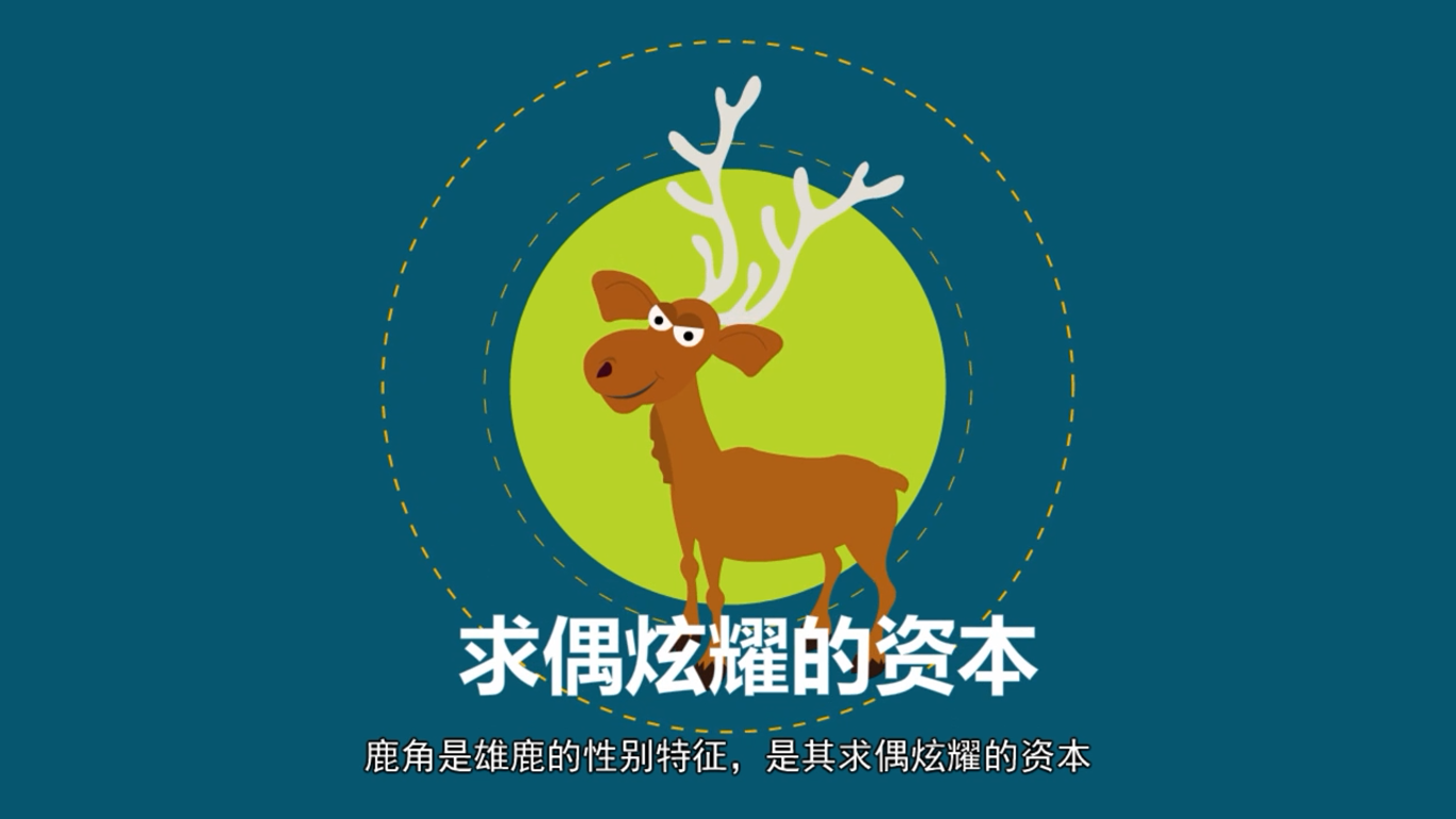 雄鹿的角有什么作用