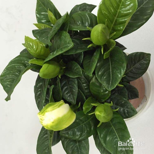 栀子花蔫了还能够救活吗?