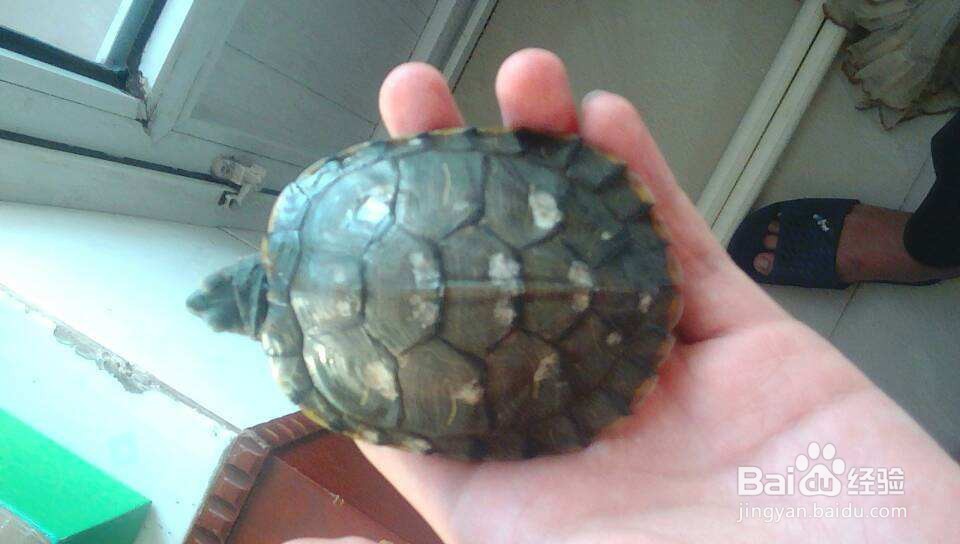 如何挑选健康的宠物龟