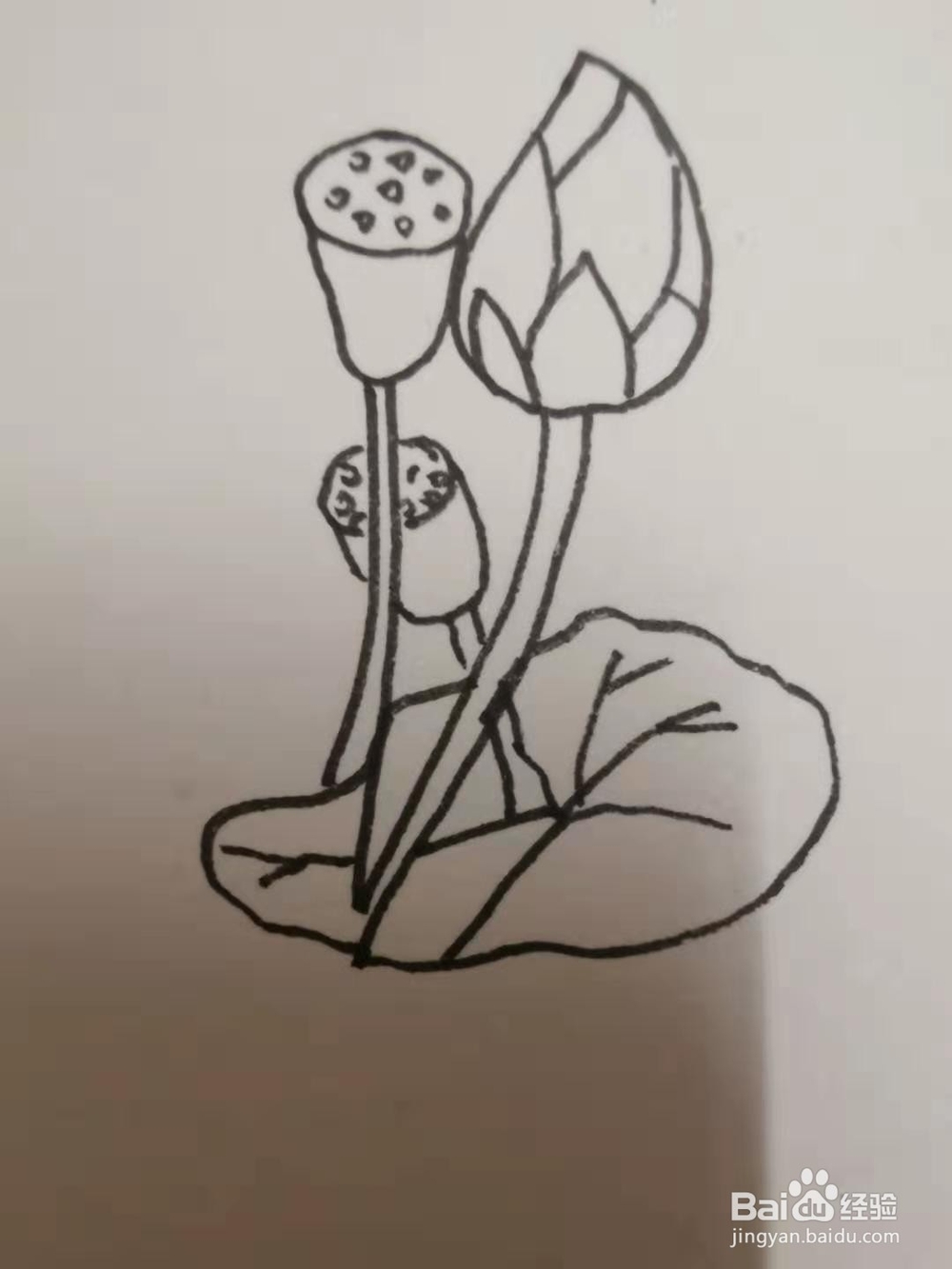 如何画荷花的速写