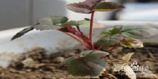 玫瑰种子怎么种