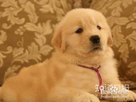 如何与幼犬相处？