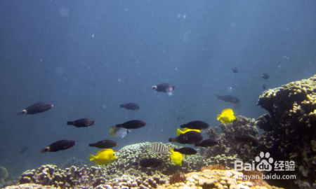 遗失的美丽!营养物污染使得海水酸化对珊瑚礁的危害更为严重