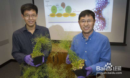 植物细胞如何控制木质素?这个问题有解啦!