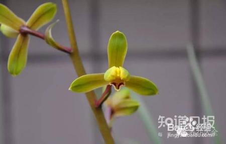 100种兰花品种图鉴，花开瞬间，艳冠群芳！