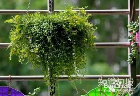 我们养的这些花农村到处都是