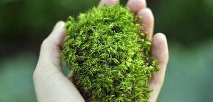 DIY迷你苔藓盆景 常绿小世界