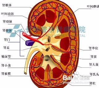 肾脏的先兆表现有哪些二