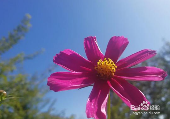 绣球花怎样养植