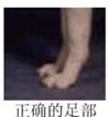哈士奇的标准是什么