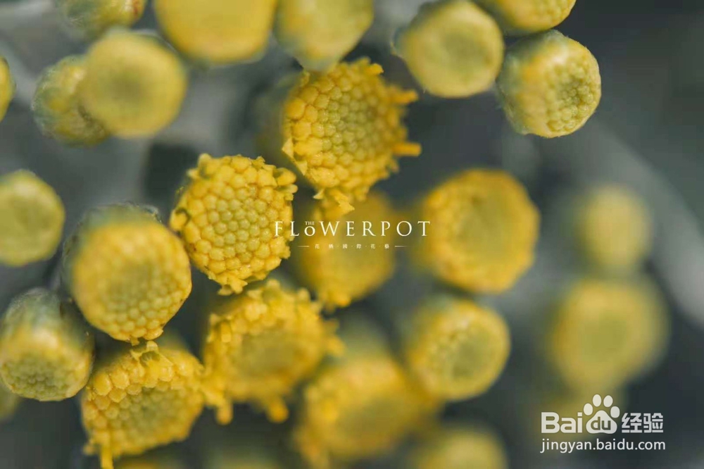 花栖国际花艺花艺的设计秘密