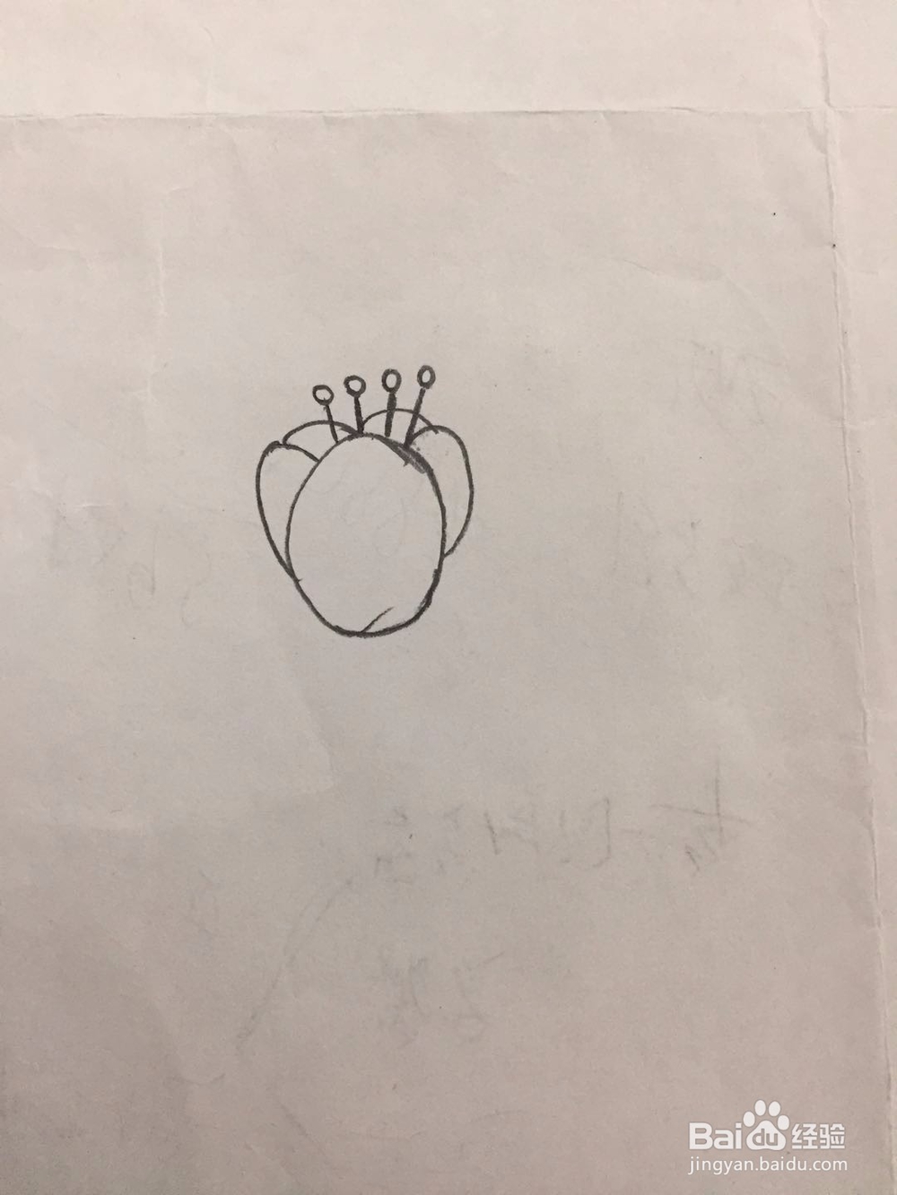 简笔画郁金香的画法