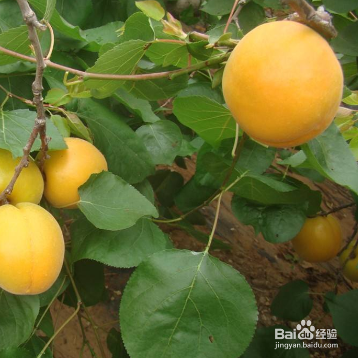 杏树只开花不结果怎么办