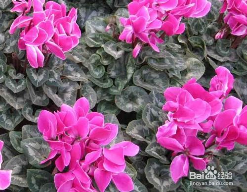 仙客来养殖方法和注意事项