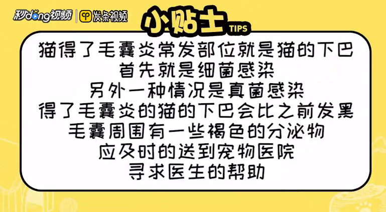 如何看待猫咪的毛囊炎