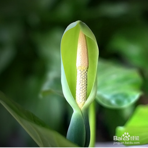 滴水观音冬天怎么养?