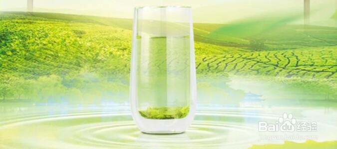 信阳毛尖的泡法与饮用