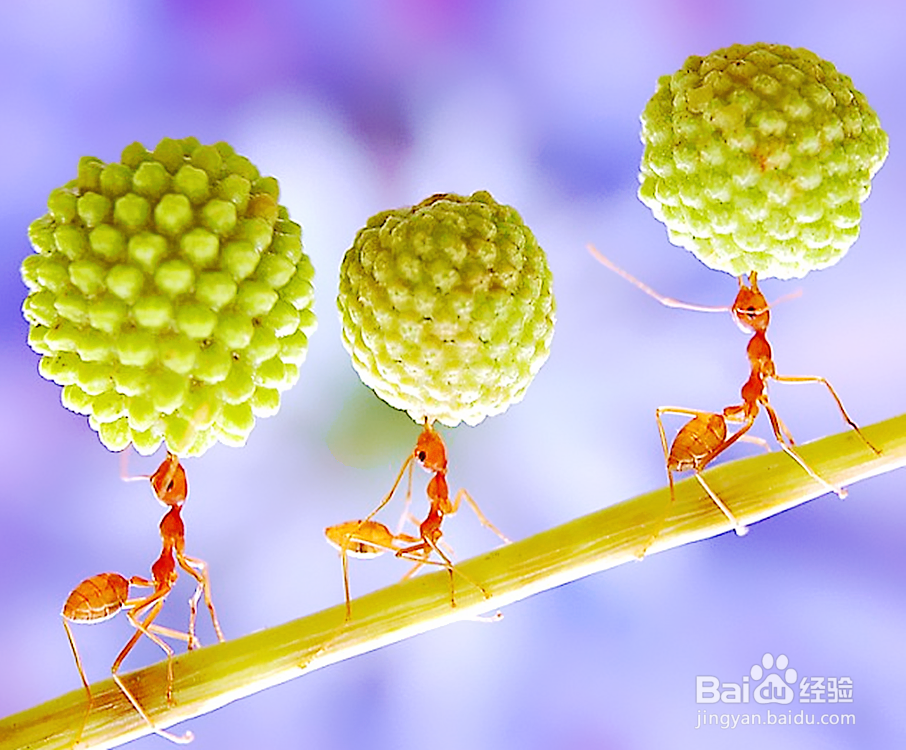 怎么防治红蚂蚁