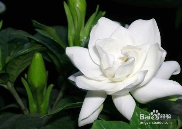 北方如何让桅子花多开花