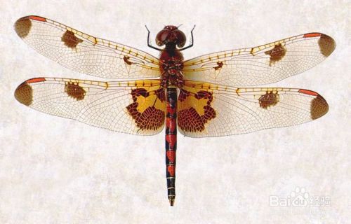 蜻蜓标本制作方法 百度经验 蜻蜓标本制作方法 百度经验