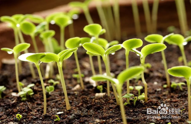 春季养阳注意那些你知道吗？