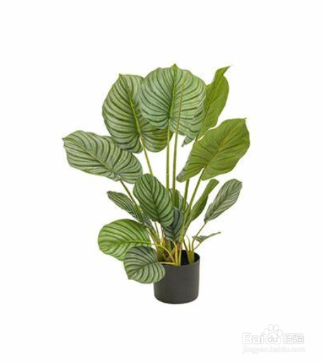 养猫能养什么植物