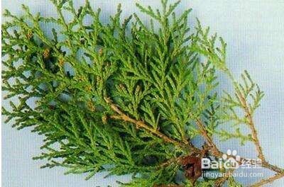 如何洗头发干净些