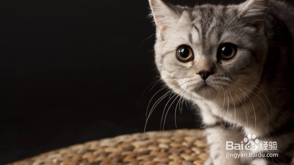 养宠物应长备哪几种药物