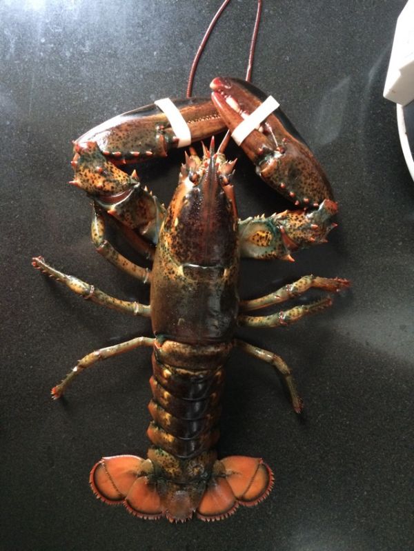芝士烩波士顿龙虾