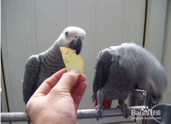 如何教灰鹦鹉学习说话