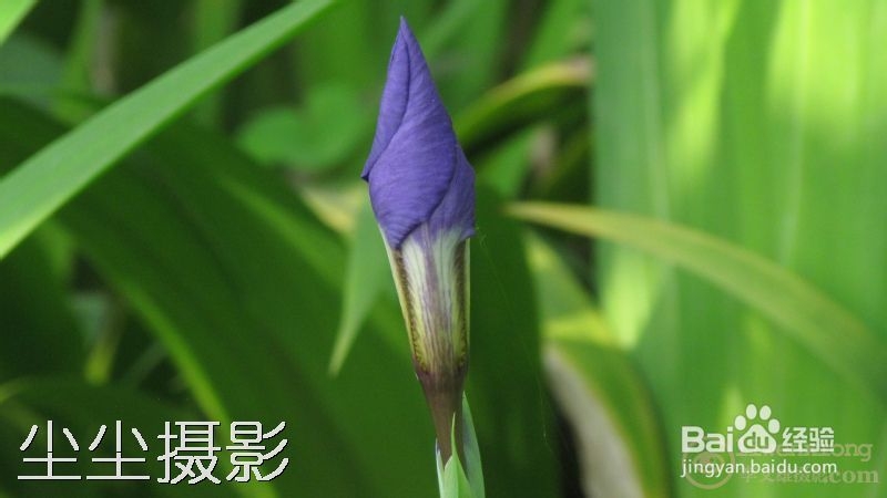 如何批量给图片添加水印