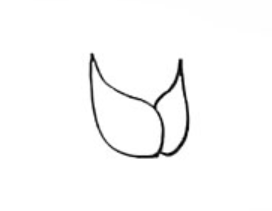 美丽玫瑰花简笔画