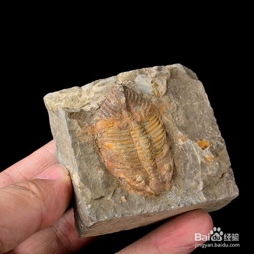 古生物化石有什么作用