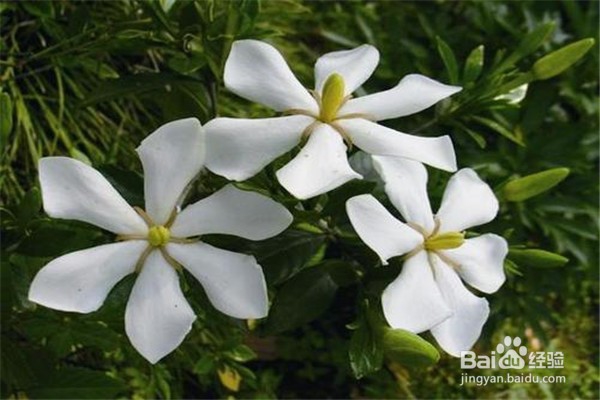 如何养植栀子花