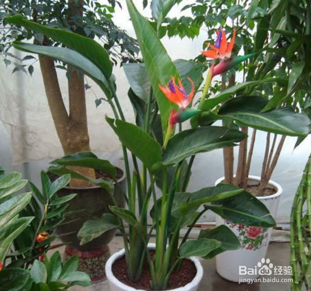 天堂鸟植物怎么养