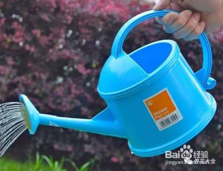 这几个夏季养花小妙招,我只偷偷告诉你!