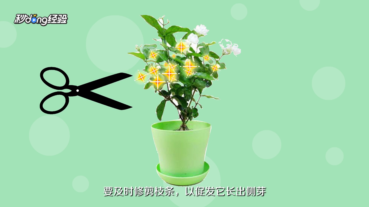 茉莉怎么养才能更旺盛