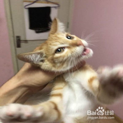 橘猫生气了想离家出走怎么办