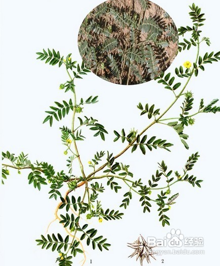 中药如何美白护肤