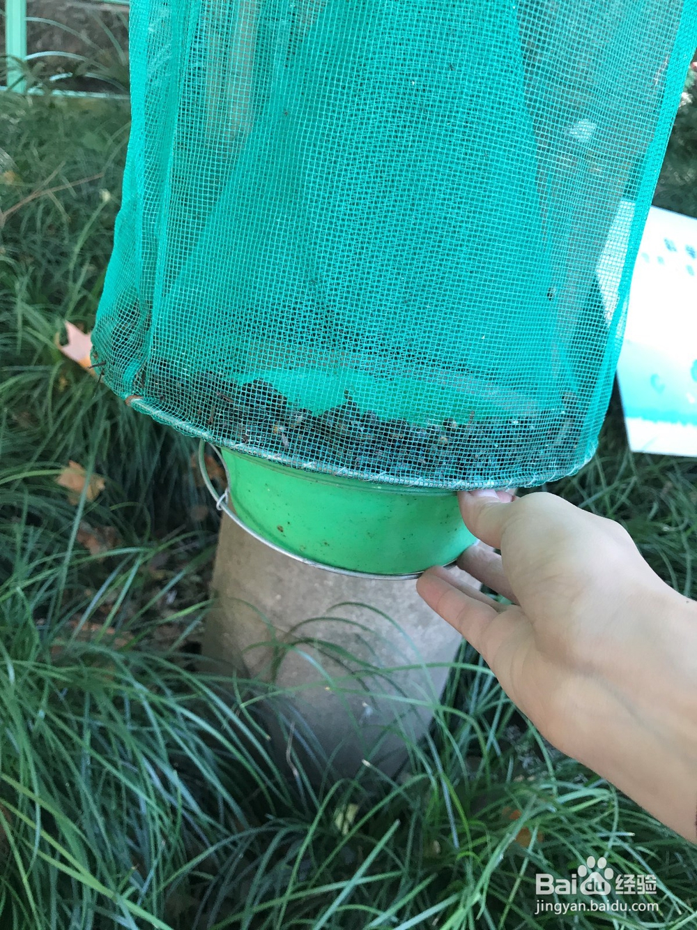 如何收起装满苍蝇尸体的苍蝇笼子(捕蝇笼)?