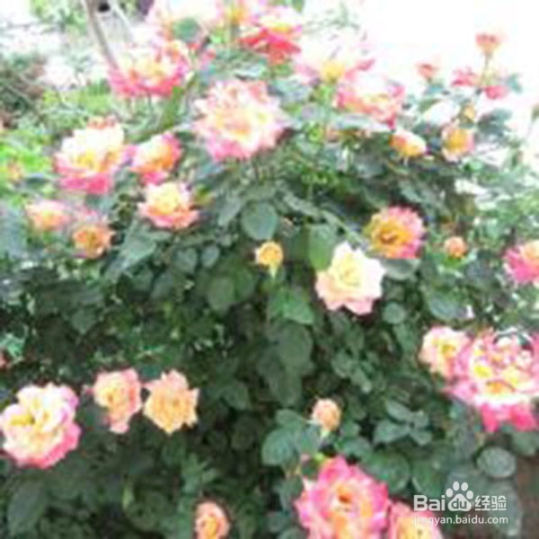 婆媳关系如何才能处好