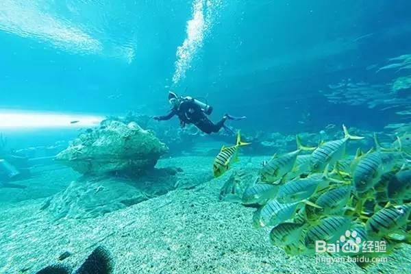 冬游攻略——海南旅游的正确打开方式