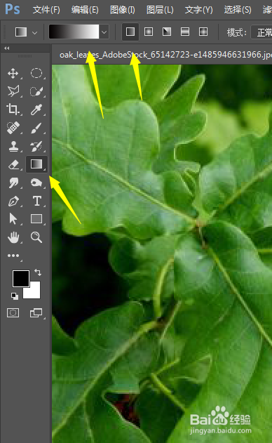 PS小技巧-如何在叶子上制作逼真的水滴
