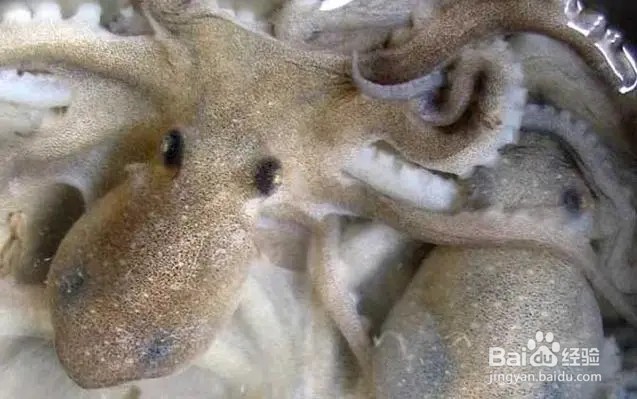 长腿巴蛸和短腿巴蛸的区别？