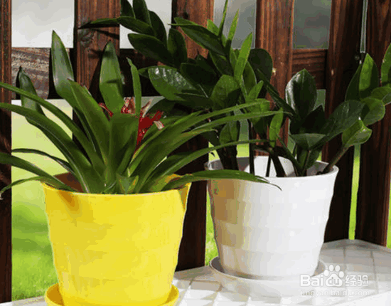 组合盆栽种植的七要素