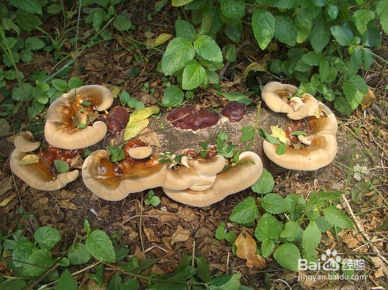 灵芝怎么吃?灵芝有哪些功效与作用?