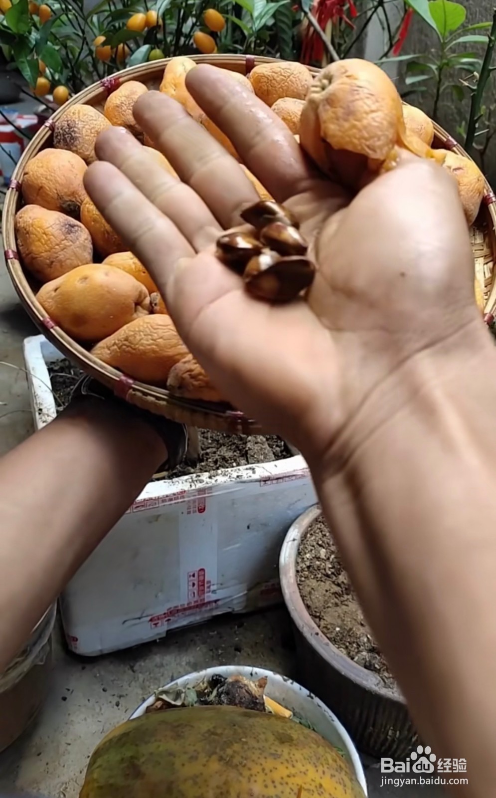 怎么样种植枇杷