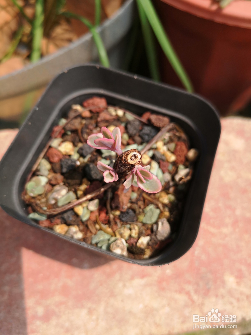 如何帮肉肉度夏？