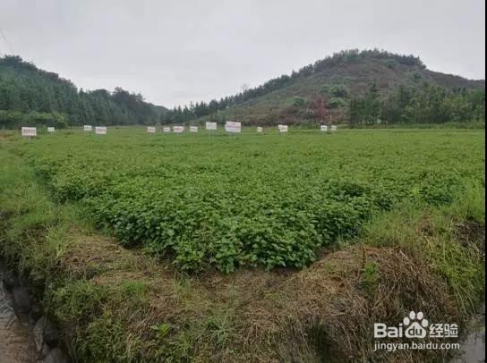 草晶华如何打造中药生态溯源种植体系