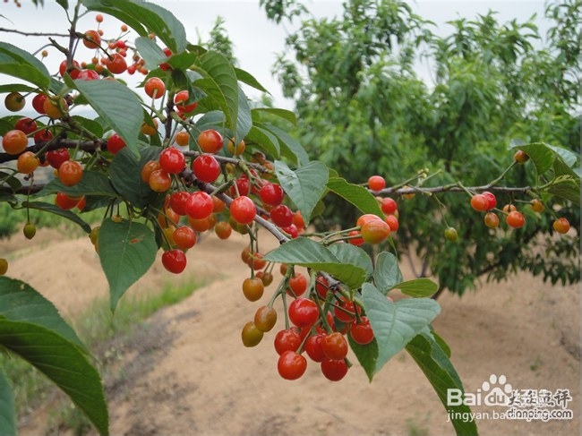 2013年青岛樱桃节旅游